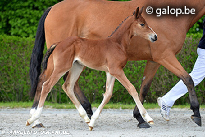 Auction Aalst: Darco-veulen veilingtopper