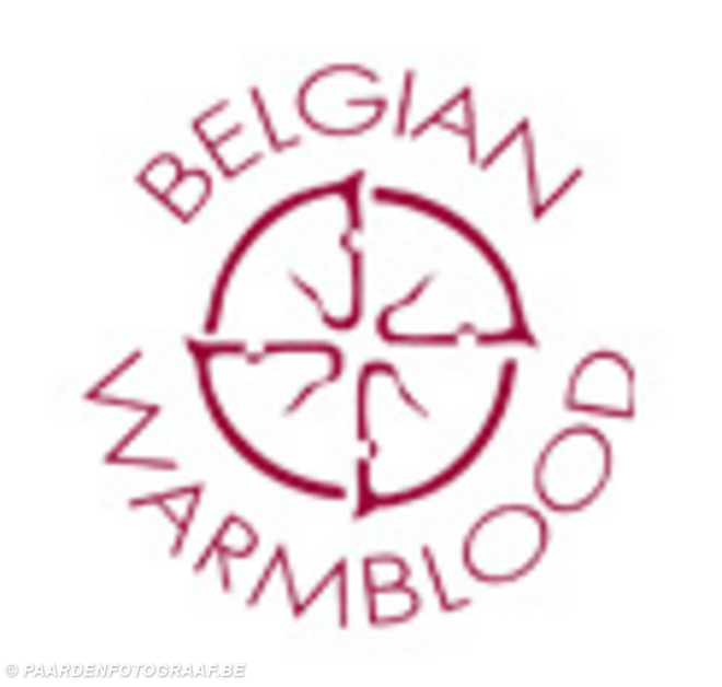 Showdag Jonge Belgische Paarden