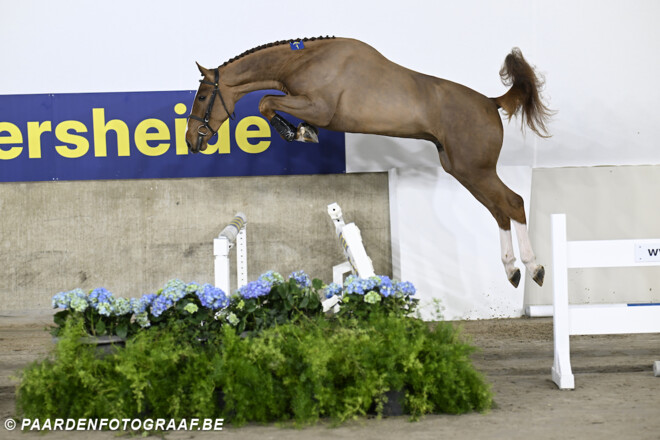 36 hengsten goedgekeurd voor Studbook Zangersheide + foto's online