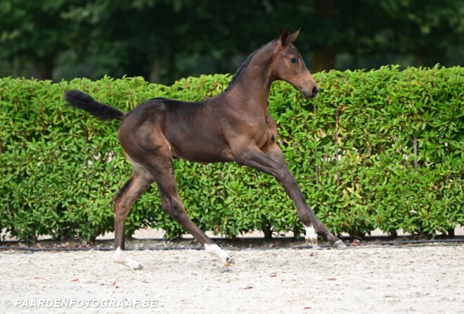 Chacco’s Lightning JT Z is veilingtopper voor 62.000 euro!