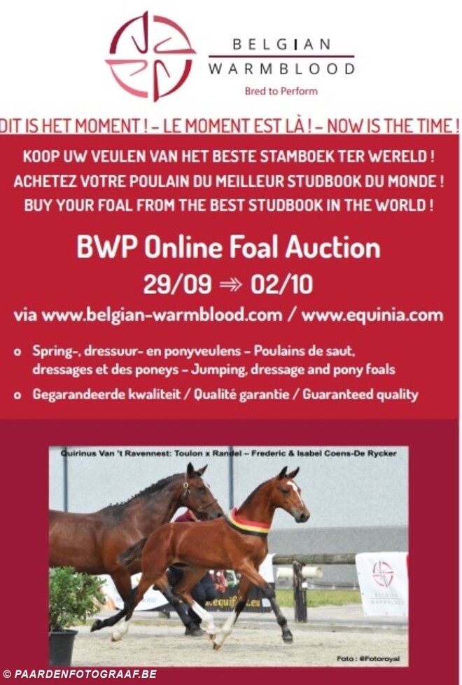 BWP Online Foal Auction: Collectie online