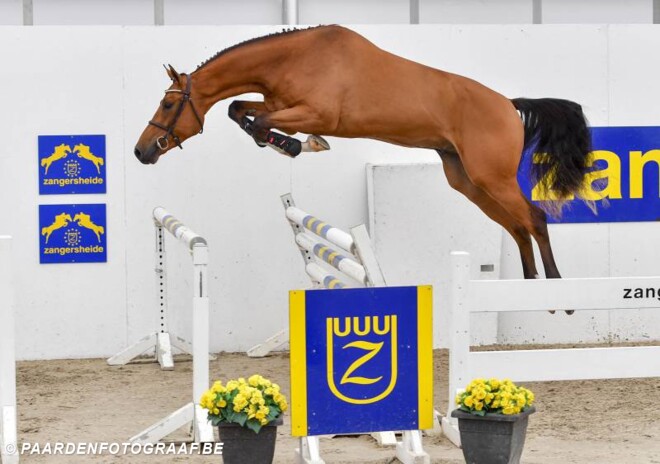 28.500 voor topper Z Online Auction