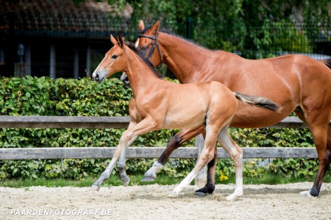 Cumano-veulen en halfbroer EK-paard naar FFA