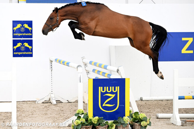 Taloubette Van ’t Laar Z wint het kampioenschap vrijspringen voor 3-jarigen!