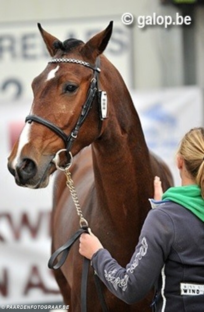 KWPN: De Brabander door met broer Hickstead