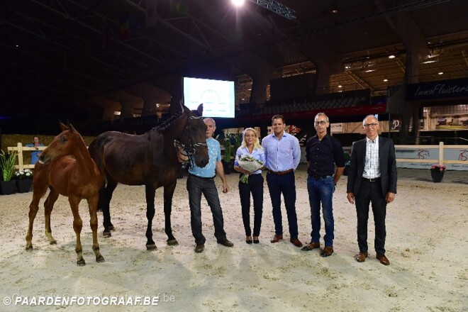 Opnieuw succesvolle Belgian Foal Auction!