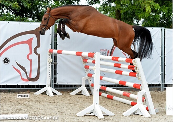 Selecties veiling BWP Antwerpen