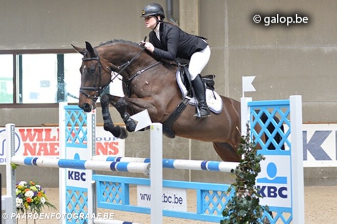BWP Finale jonge paarden te Lummen