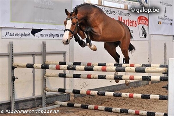 Million Dollar vertrekt naar Holstein