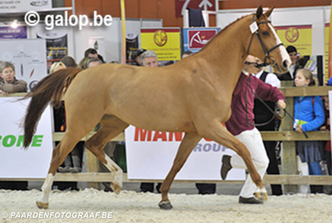 Stefaan De Smet wint met Habibi van de Maltahoeve
