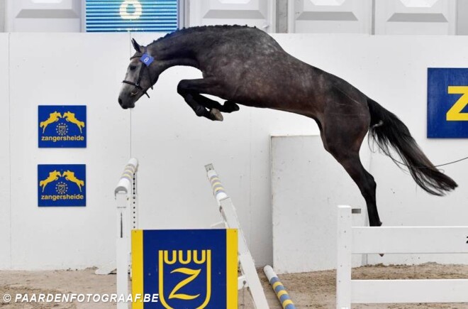 Z Online Auction : veilingtopper naar HDC
