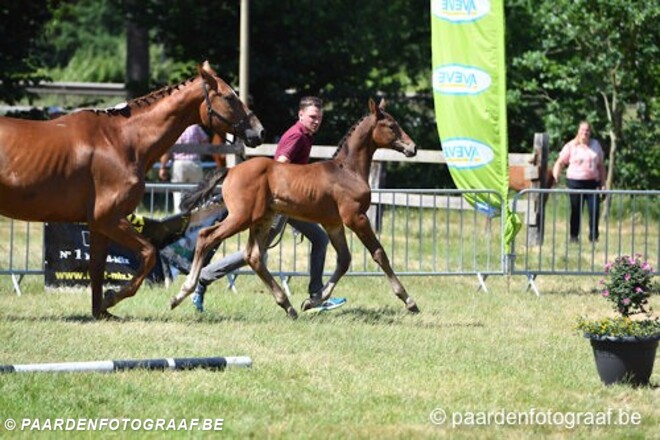 Belgisch Veulenkampioenschap 2017