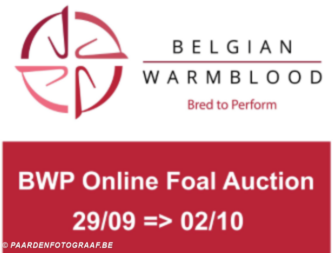 BWP Online Foal Auction: inschrijven t/m 21