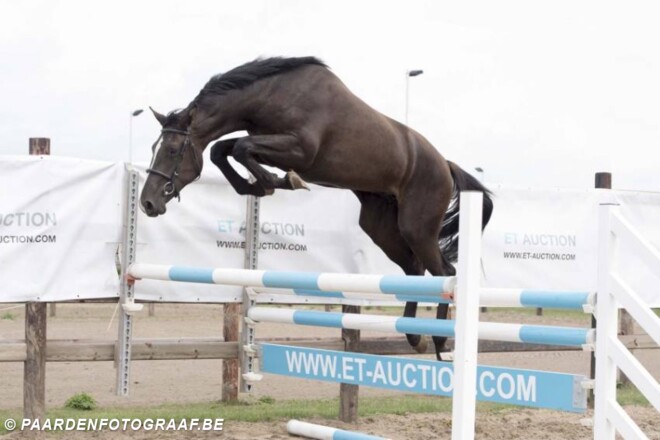 ET Auction: 48.000 euro voor Plathina
