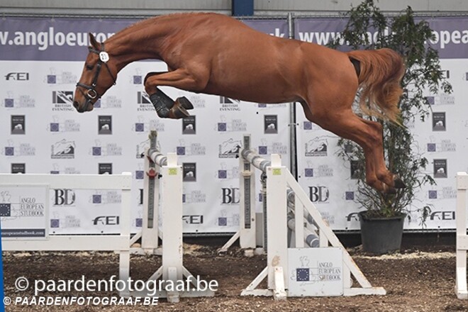 ESHA-veiling levert topper van 29.000 euro