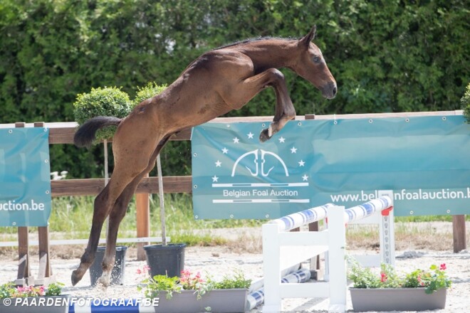 Ongeziene Belgian Foal Auction