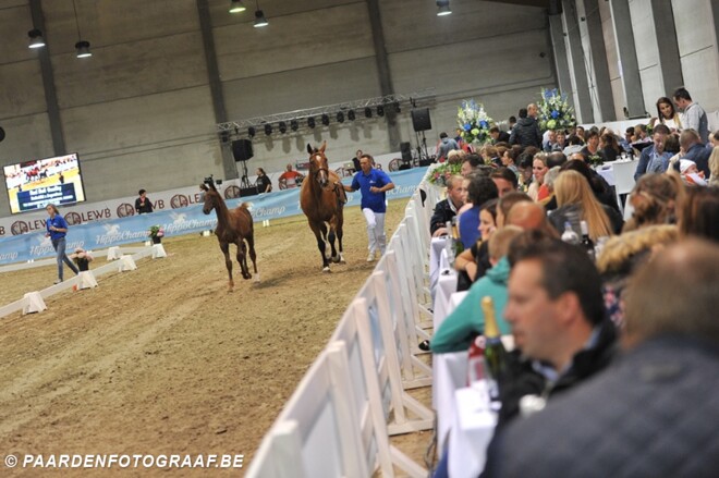 HippoChamp: online in de lift!