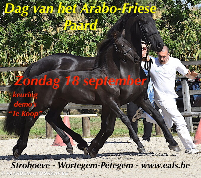Of T hand Galop.be - Dag van het Arabo-Friese Paard - 18 september - Stoeterij  Strohoeve