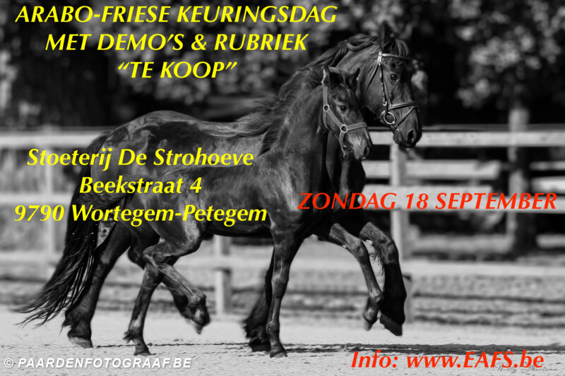 onwettig Vleien Intensief Galop.be - Dag van het Arabo-Friese Paard - 18 september - Stoeterij  Strohoeve